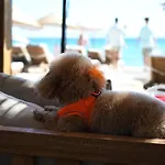 Ξενοδοχείο Zaya &