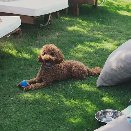 酒店 Zaya & Çeşme