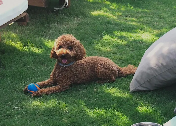 Szálloda Zaya & Çeşme